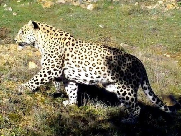 Foto - Yüz binlerce lira cezası var! Bu hayvanların yanından geçen yanar