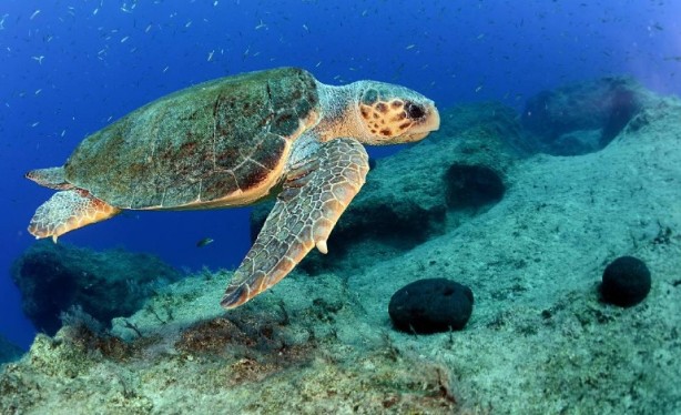 Foto - Yüz binlerce lira cezası var! Bu hayvanların yanından geçen yanar