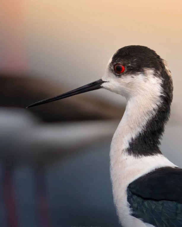 Foto - Yüz binlerce lira cezası var! Bu hayvanların yanından geçen yanar