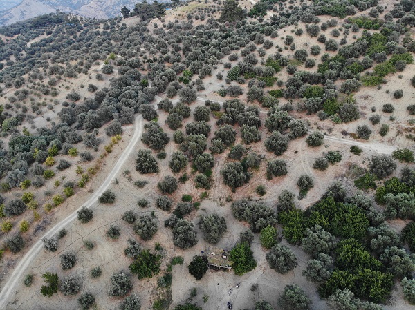 Foto - Yüz güldüren hasat! Kilosu 70 TL