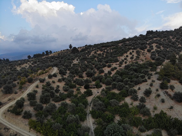 Foto - Yüz güldüren hasat! Kilosu 70 TL