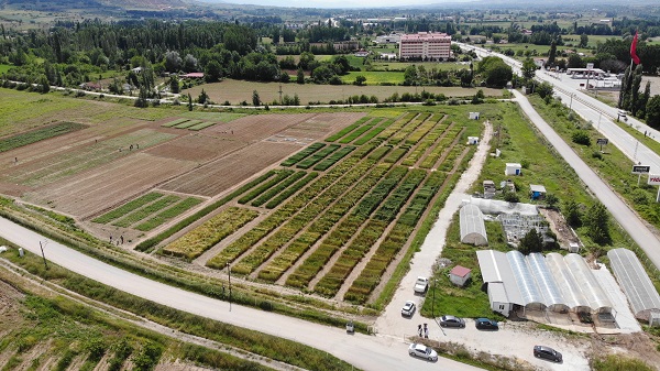 Foto - Yüzde 20’lik artış! Bilim adamlarından tarımda müthiş formül