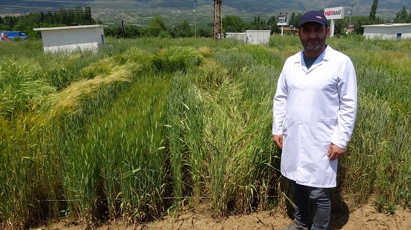 Foto - Yüzde 20’lik artış! Bilim adamlarından tarımda müthiş formül