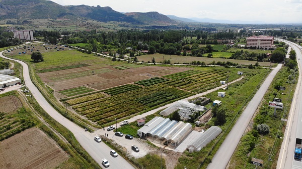 Foto - Yüzde 20’lik artış! Bilim adamlarından tarımda müthiş formül