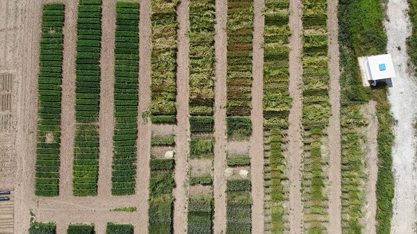 Foto - Yüzde 20’lik artış! Bilim adamlarından tarımda müthiş formül