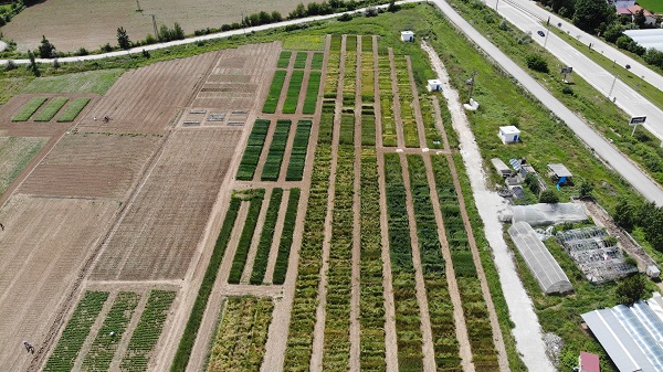 Foto - Yüzde 20’lik artış! Bilim adamlarından tarımda müthiş formül