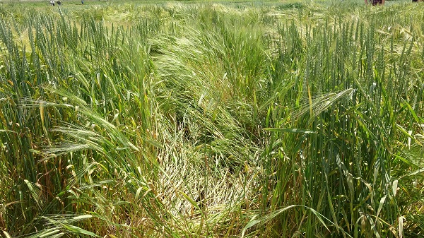 Foto - Yüzde 20’lik artış! Bilim adamlarından tarımda müthiş formül