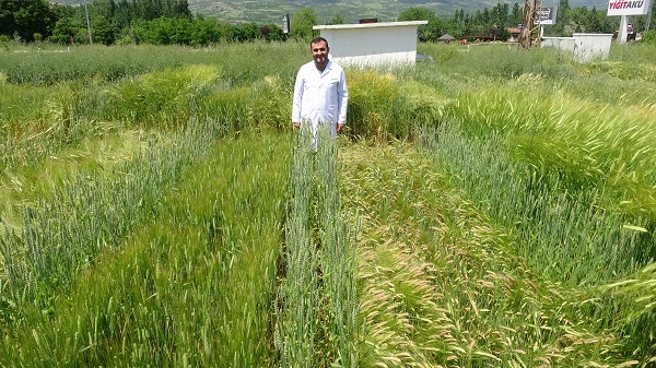 Foto - Yüzde 20’lik artış! Bilim adamlarından tarımda müthiş formül