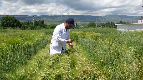 Foto - Yüzde 20’lik artış! Bilim adamlarından tarımda müthiş formül