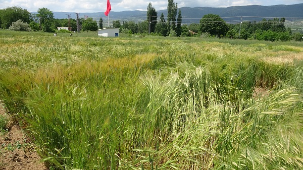 Foto - Yüzde 20’lik artış! Bilim adamlarından tarımda müthiş formül