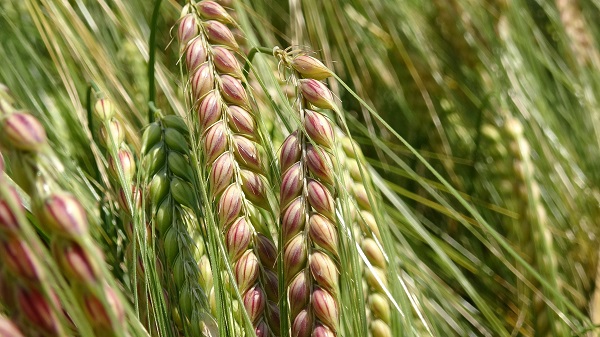 Foto - Yüzde 20’lik artış! Bilim adamlarından tarımda müthiş formül