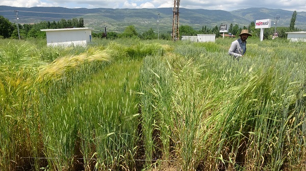 Foto - Yüzde 20’lik artış! Bilim adamlarından tarımda müthiş formül