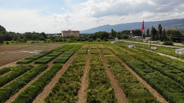 Foto - Yüzde 20’lik artış! Bilim adamlarından tarımda müthiş formül