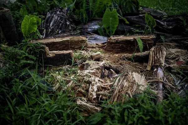 Foto - Yüzde 20’si kaybedildi! Amazon yağmur ormanlarının son hali