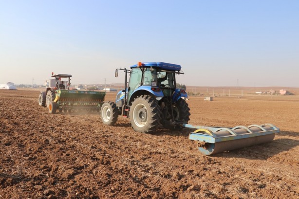 Foto - Yüzde 75 hibe desteği! Kırmızı mercimek tohumu toprakla buluştu