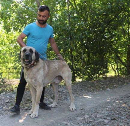 Foto - Yüzde yüz yerli! Yavruları daha doğmadan satılıyor