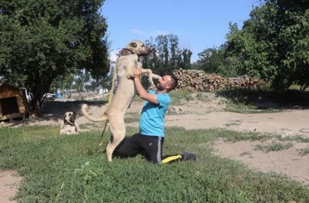 Foto - Yüzde yüz yerli! Yavruları daha doğmadan satılıyor