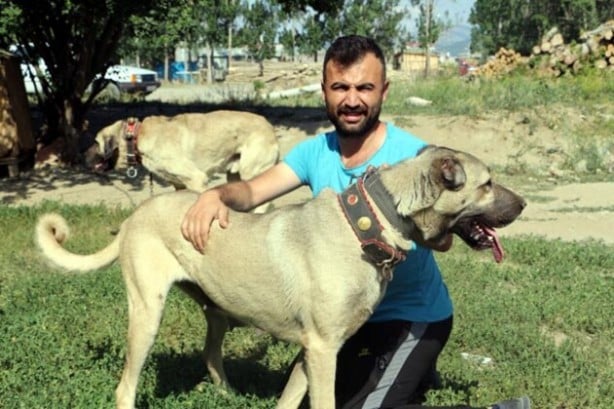 Foto - Yüzde yüz yerli! Yavruları daha doğmadan satılıyor