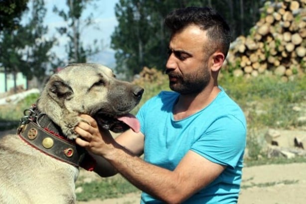Foto - Yüzde yüz yerli! Yavruları daha doğmadan satılıyor