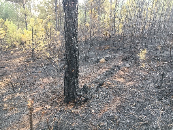 Foto - Yüzlerce ağaç küle döndü!