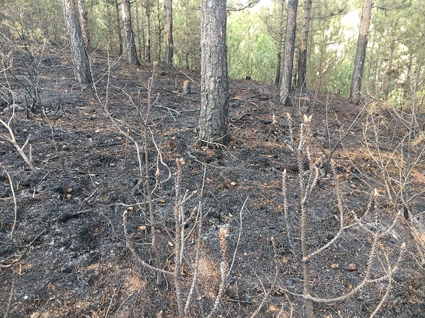 Foto - Yüzlerce ağaç küle döndü!