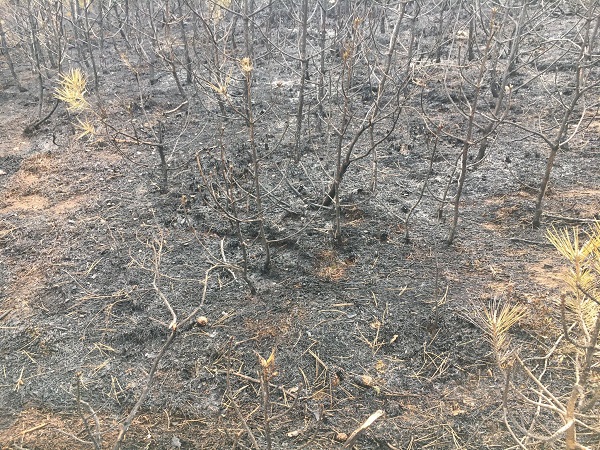 Foto - Yüzlerce ağaç küle döndü!