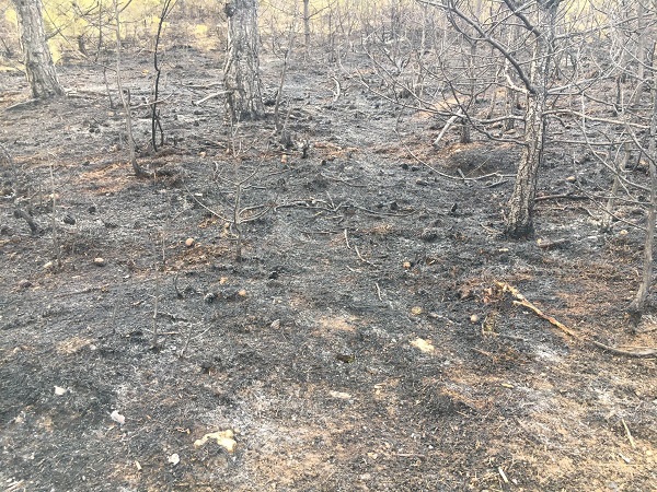 Foto - Yüzlerce ağaç küle döndü!