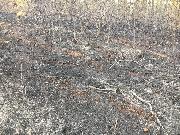 Foto - Yüzlerce ağaç küle döndü!