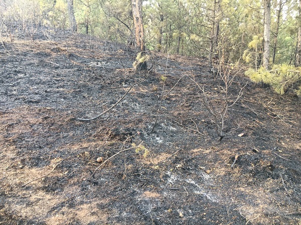 Foto - Yüzlerce ağaç küle döndü!