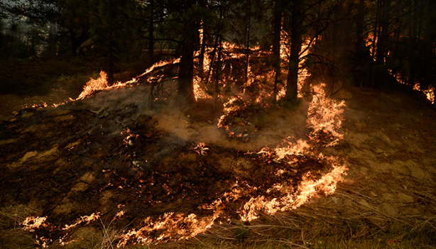 Foto - Yüzlerce ev yok oldu! ABD felaketi yaşıyor
