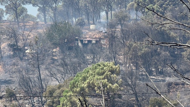 Foto - Yüzlerce hayvan telef oldu