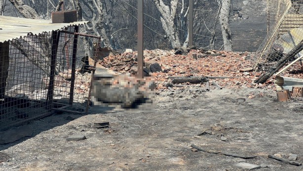 Foto - Yüzlerce hayvan telef oldu