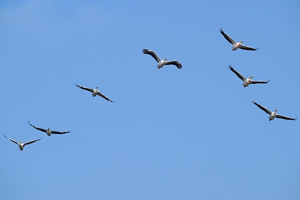 Foto - Yüzlerce türün yaşam alanı: Gediz Deltası