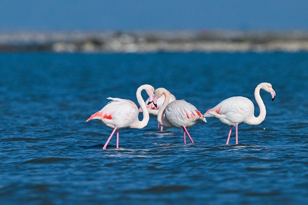 Foto - Yüzlerce türün yaşam alanı: Gediz Deltası