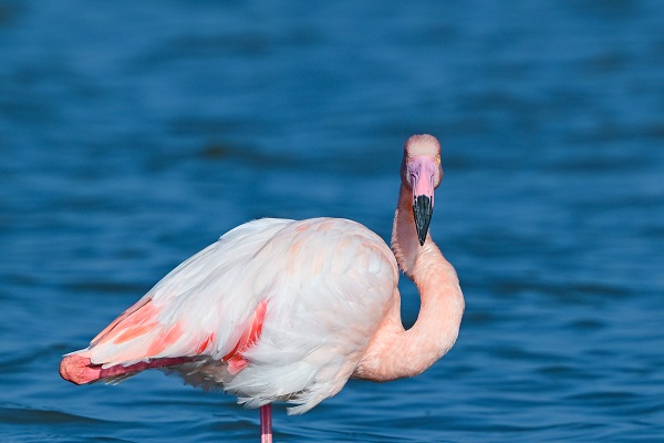 Foto - Yüzlerce türün yaşam alanı: Gediz Deltası