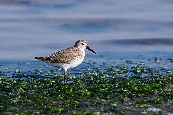 Foto - Yüzlerce türün yaşam alanı: Gediz Deltası