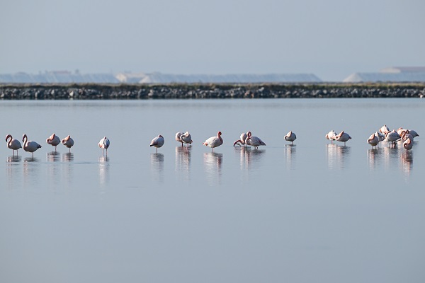 Foto - Yüzlerce türün yaşam alanı: Gediz Deltası