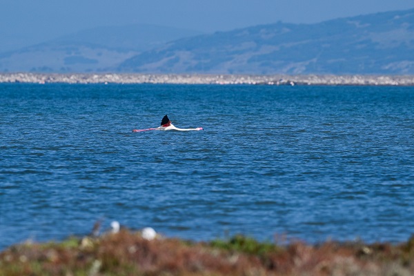 Foto - Yüzlerce türün yaşam alanı: Gediz Deltası