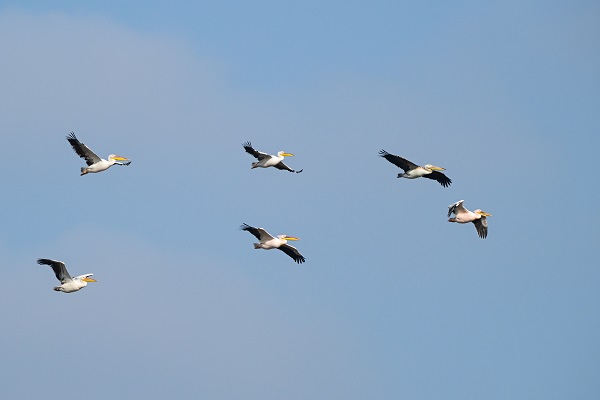 Foto - Yüzlerce türün yaşam alanı: Gediz Deltası
