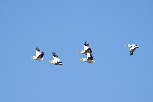 Foto - Yüzlerce türün yaşam alanı: Gediz Deltası