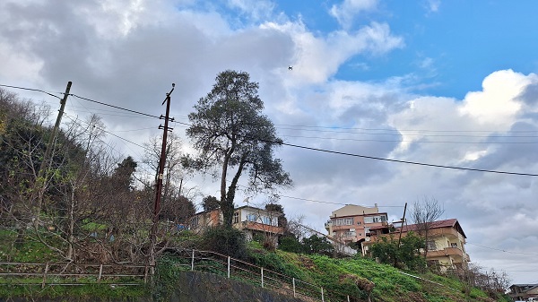 Foto - Yüzlerce vardı! Tek bir tane kaldı