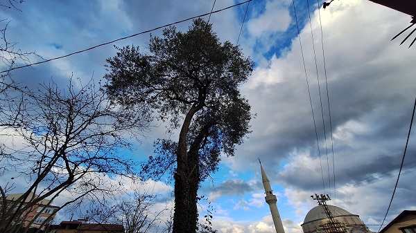 Foto - Yüzlerce vardı! Tek bir tane kaldı