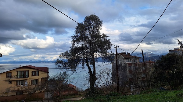 Foto - Yüzlerce vardı! Tek bir tane kaldı