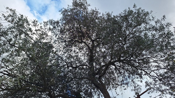 Foto - Yüzlerce vardı! Tek bir tane kaldı