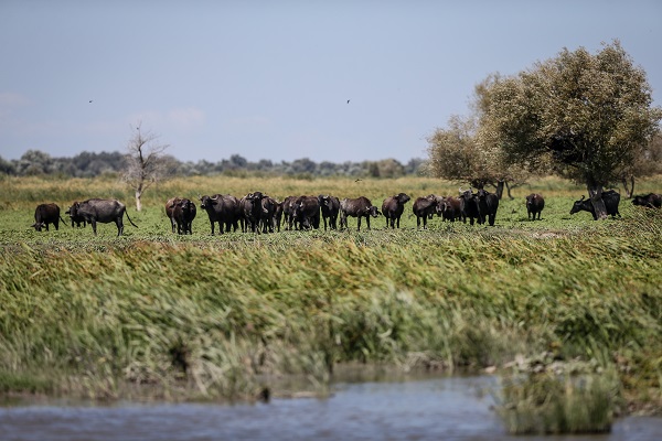 Foto - Yüzlerce yıllık geçmişe sahip! Burası Afrika savanaları değil Bursa