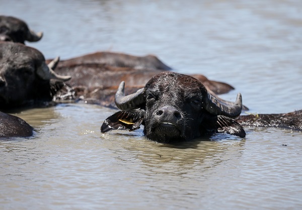 Foto - Yüzlerce yıllık geçmişe sahip! Burası Afrika savanaları değil Bursa
