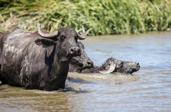Foto - Yüzlerce yıllık geçmişe sahip! Burası Afrika savanaları değil Bursa