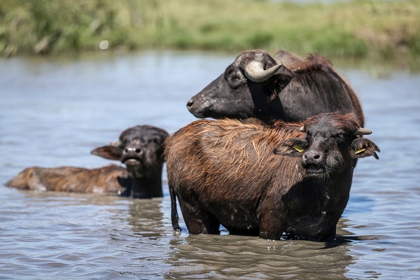 Foto - Yüzlerce yıllık geçmişe sahip! Burası Afrika savanaları değil Bursa