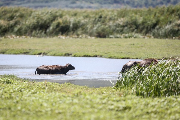 Foto - Yüzlerce yıllık geçmişe sahip! Burası Afrika savanaları değil Bursa