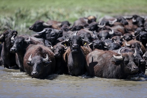 Foto - Yüzlerce yıllık geçmişe sahip! Burası Afrika savanaları değil Bursa
